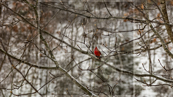Winter Birds 2019 (c)PicsbyJax-6431.jpg