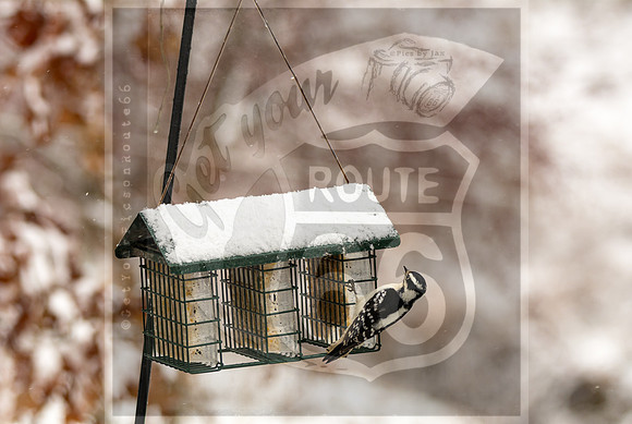 Winter Birds 2019 (c)PicsbyJax-6438.jpg