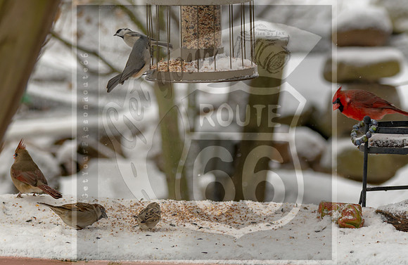 Winter Birds 2019 (c)PicsbyJax-6439.jpg