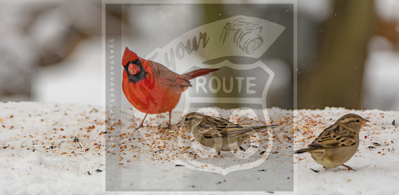 Winter Birds 2019 (c)PicsbyJax-6443.jpg