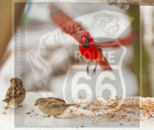 Winter Birds 2019 (c)PicsbyJax-6445.jpg