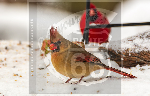 Winter Birds 2019 (c)PicsbyJax-6449.jpg