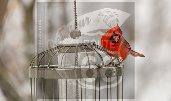 Winter Birds 2019 (c)PicsbyJax-6454.jpg