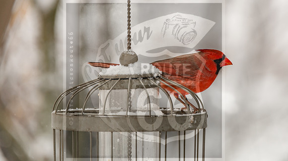 Winter Birds 2019 (c)PicsbyJax-6459.jpg