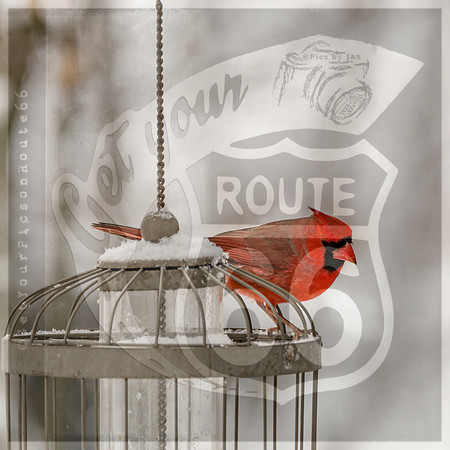 Winter Birds 2019 (c)PicsbyJax-6460.jpg