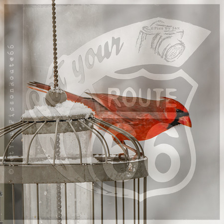 Winter Birds 2019 (c)PicsbyJax-6462.jpg