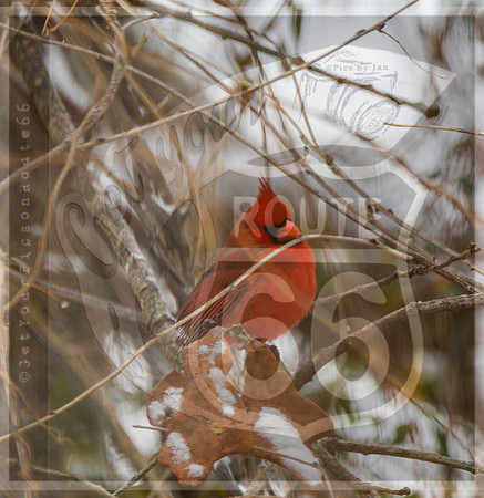 Winter Birds 2019 (c)PicsbyJax-6463.jpg