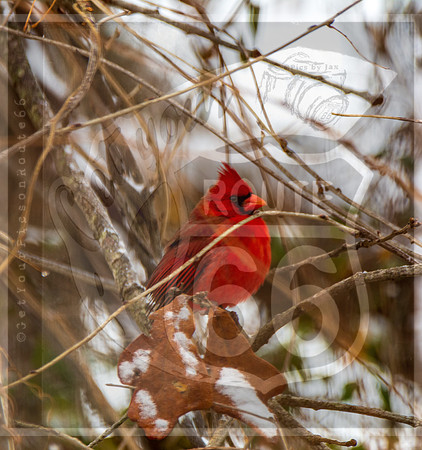 Winter Birds 2019 (c)PicsbyJax-6464.jpg