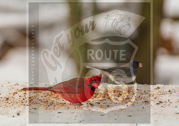 Winter Birds 2019 (c)PicsbyJax-6475.jpg