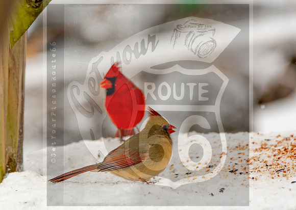 Winter Birds 2019 (c)PicsbyJax-6486.jpg