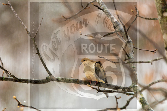 Winter Birds 2019 (c)PicsbyJax-6500.jpg