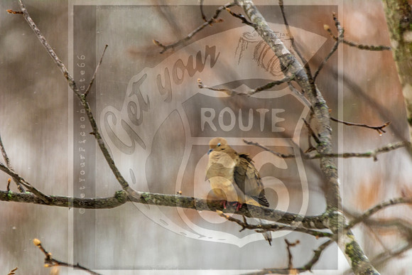 Winter Birds 2019 (c)PicsbyJax-6502.jpg