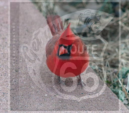 Cardinal (c)PicsbyJax #cardinal #picsbyjax-0003.jpg