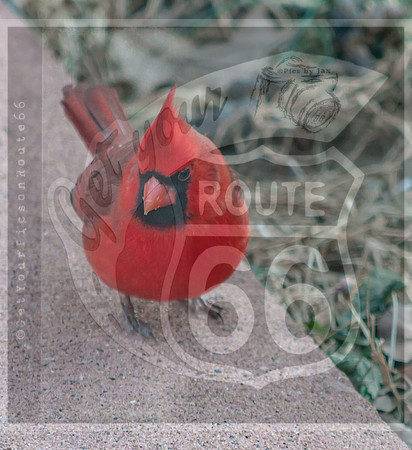 Cardinal (c)PicsbyJax #cardinal #picsbyjax-0002.jpg