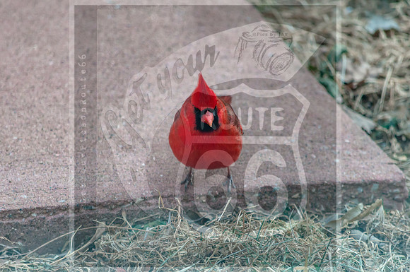 Cardinal (c)PicsbyJax #cardinal #picsbyjax-0005.jpg