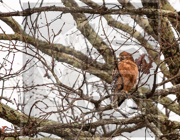 Hawk (c)PicsbyJax #rural #missouri #birds #hawk-0332-HDR.jpg