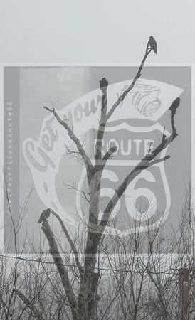 Route 66 - Devils Elbow, Mo(c)PicsbyJax #rural #missouri #birds #hawk-0393.jpg