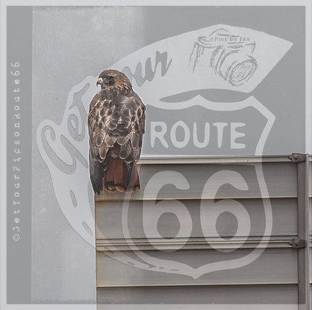 Hawk (c)PicsbyJax #rural #missouri #birds #hawk-0408.jpg