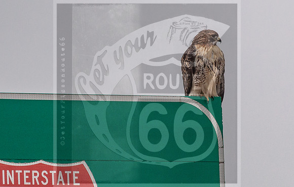 Hawk (c)PicsbyJax #rural #missouri #birds #hawk-0413.jpg