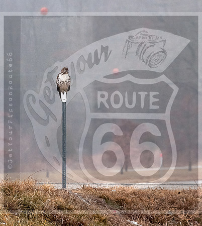 Hawk (c)PicsbyJax #rural #missouri #birds #hawk-0458.jpg
