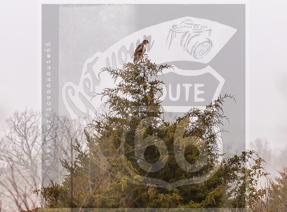 Hawk (c)PicsbyJax #rural #missouri #birds #hawk-0602.jpg