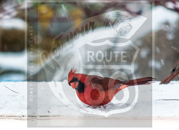 Snow Birds (c)PicsbyJax #wildlife #birds #cardinals #snow #picsbyjax-0581.jpg
