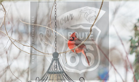 Snow Birds (c)PicsbyJax #wildlife #birds #cardinals #snow #picsbyjax-0584.jpg
