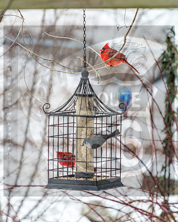 Snow Birds (c)PicsbyJax #wildlife #birds #cardinals #snow #picsbyjax-0586.jpg