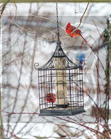 Snow Birds (c)PicsbyJax #wildlife #birds #cardinals #snow #picsbyjax-0587.jpg