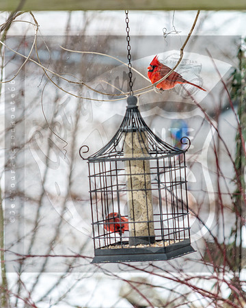 Snow Birds (c)PicsbyJax #wildlife #birds #cardinals #snow #picsbyjax-0588.jpg