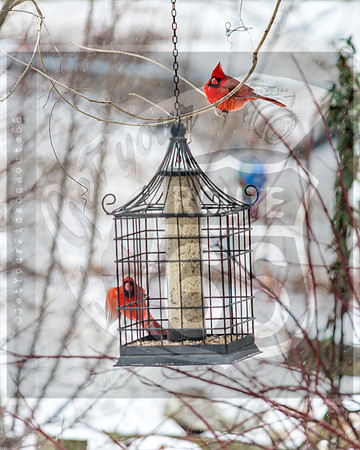 Snow Birds (c)PicsbyJax #wildlife #birds #cardinals #snow #picsbyjax-0589.jpg