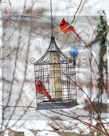 Snow Birds (c)PicsbyJax #wildlife #birds #cardinals #snow #picsbyjax-0590.jpg