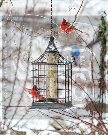 Snow Birds (c)PicsbyJax #wildlife #birds #cardinals #snow #picsbyjax-0591.jpg