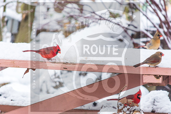 Snow Birds (c)PicsbyJax #wildlife #birds #cardinals #snow #picsbyjax-0650.jpg