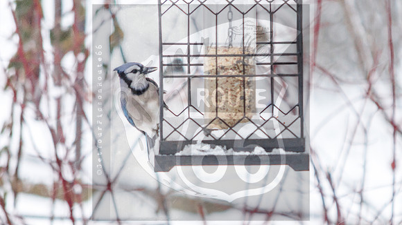 Snow Birds (c)PicsbyJax #wildlife #birds #cardinals #snow #picsbyjax-0662.jpg