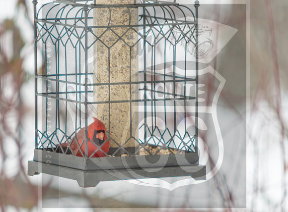 Snow Birds (c)PicsbyJax #wildlife #birds #cardinals #snow #picsbyjax-0734.jpg