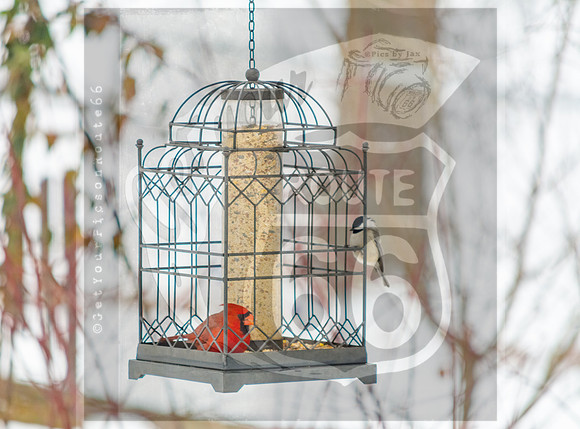 Snow Birds (c)PicsbyJax #wildlife #birds #cardinals #snow #picsbyjax-0735.jpg