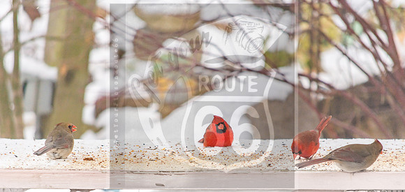 Snow Birds (c)PicsbyJax #wildlife #birds #cardinals #snow #picsbyjax-0746.jpg