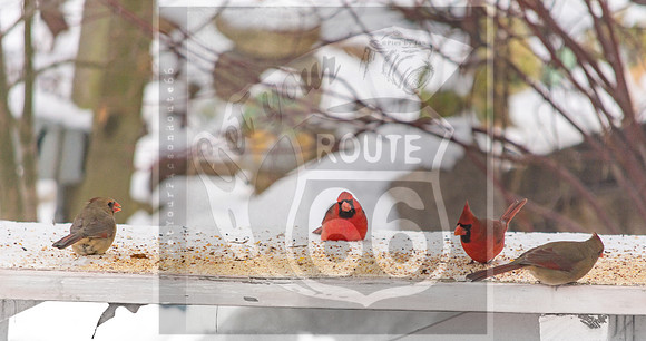 Snow Birds (c)PicsbyJax #wildlife #birds #cardinals #snow #picsbyjax-0747.jpg