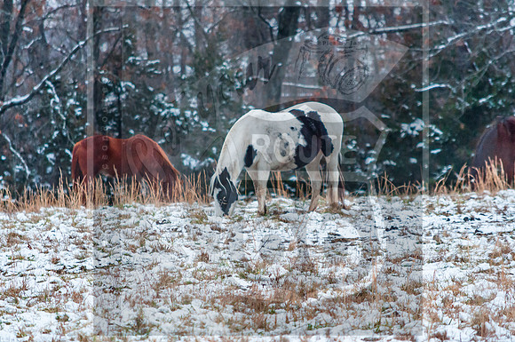 Wildlife (c)PicsbyJax-0002.jpg