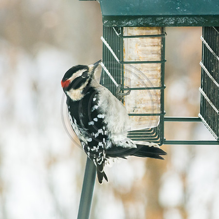Snow Birds (c)PicsbyJax #snow #birds #wildlife #picsbyjax-0799.jpg