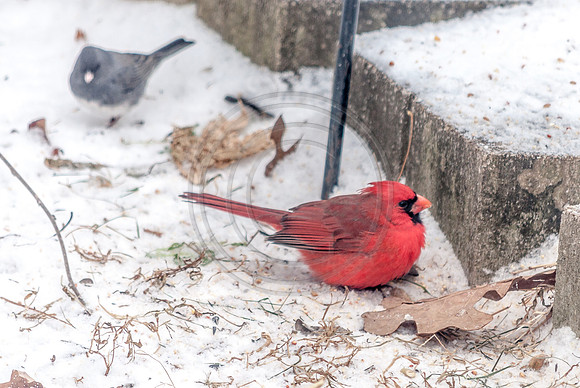 Snow Days 2017 (c)PicsbyJax snow whatisee shootandediteveryday-0032.jpg