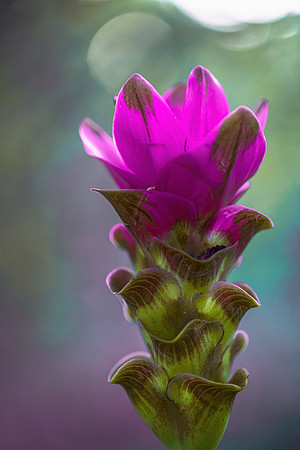 Curcumin Bloom_DSC4328.jpg