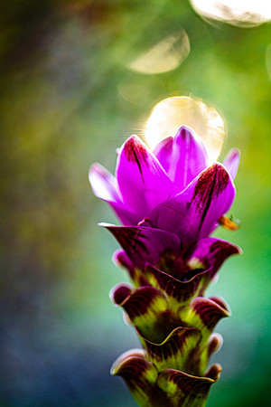 Curcumin with sunset_DSC4308.jpg
