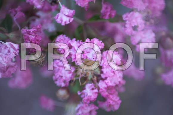 Flowers (c)2017PicsbyJax-0015.jpg