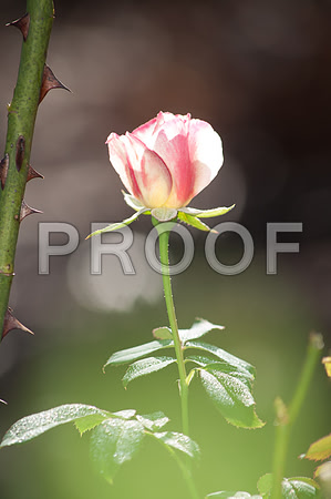 Flowers (c)2017PicsbyJax-0016.jpg