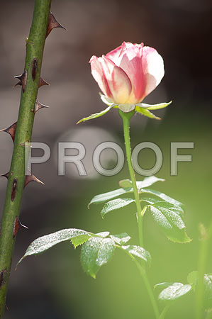 Flowers (c)2017PicsbyJax-0017.jpg