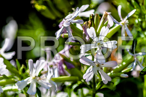 Flowers (c)2017PicsbyJax-0018.jpg