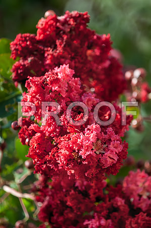 Flowers (c)2017PicsbyJax-0019.jpg