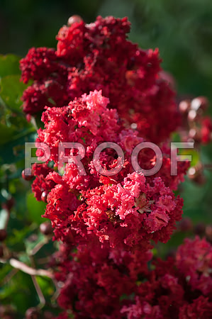 Flowers (c)2017PicsbyJax-0020.jpg